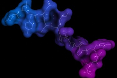 Stable Isotope Labeling
